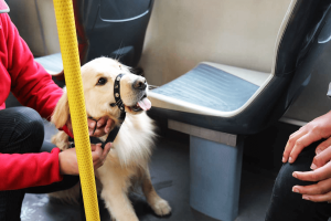 lapazbus_animales3